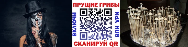 купить наркоту  Павловская  Псилоцибиновые грибы прущие грибы 